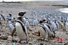 <b>百万企鹅到阿根廷海滩繁殖 场面壮观创纪录(图</b>