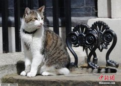 英国首相府御猫再被曝“玩忽职守” 纵鼠归巢